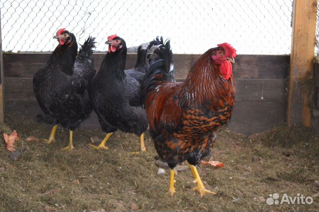 Цыплята, порода ливенская, мясояичная купить на Зозу.ру - фотография № 3