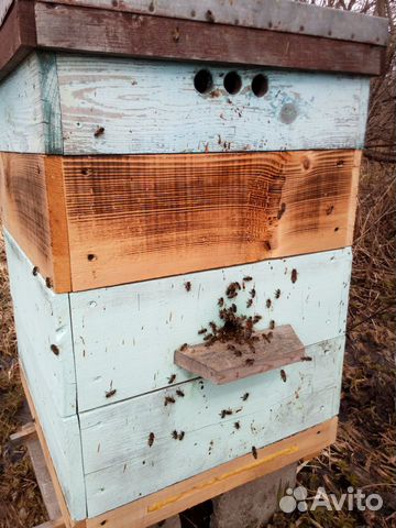 Пчелопакеты пчел Карпатка и Бакфаст купить на Зозу.ру - фотография № 2