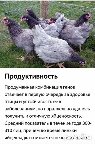 Индюшата, цыплята купить на Зозу.ру - фотография № 6