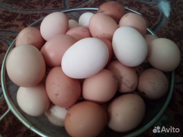 Инкубационные яйца домашние купить на Зозу.ру - фотография № 1