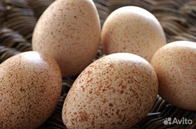 Яйца индюшиные купить на Зозу.ру - фотография № 1