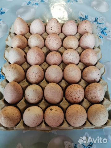 Яйцо инкубационное индюшинное купить на Зозу.ру - фотография № 1