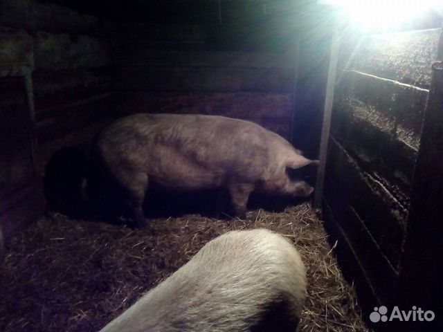 Стадо свиней купить на Зозу.ру - фотография № 6
