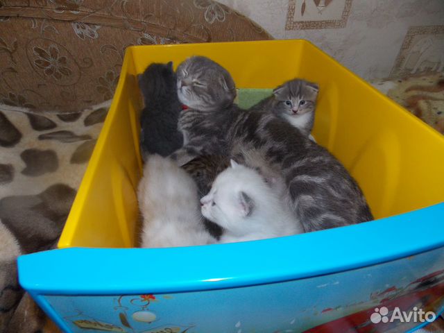 Котята купить на Зозу.ру - фотография № 7