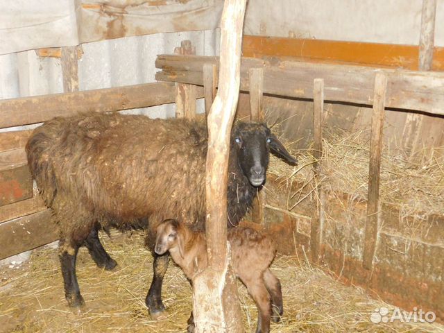 Овцы, бараны купить на Зозу.ру - фотография № 8