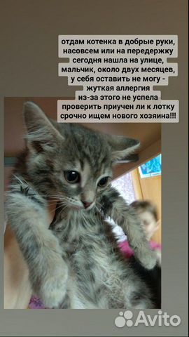 Котёнок, два месяца купить на Зозу.ру - фотография № 1
