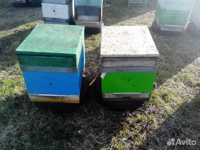 Продажа пчелосемей купить на Зозу.ру - фотография № 7