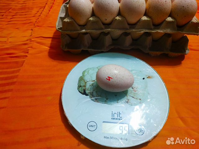 Яйца индейки инкубационные купить на Зозу.ру - фотография № 3