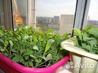 Семена усьма из Таджикистана для роста бровей