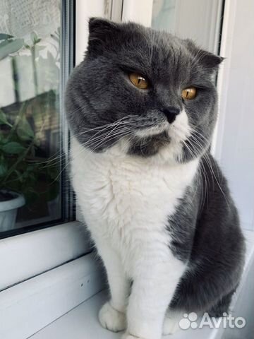 Жених ищет невест