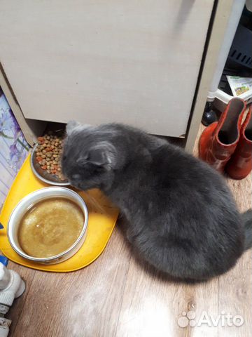 Отдам вислоухую домашнюю кошечку