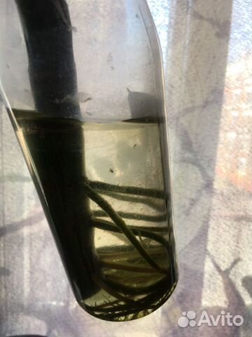 Диффенбахия Диффенбахия