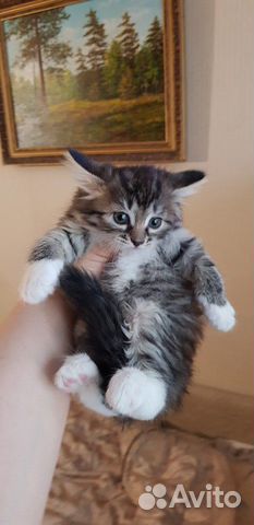 Норвежская лесная девочка котенок 1,5мес Норвежская лесная девочка котенок 1,5мес