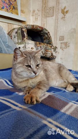 Молодая кошечка Алиса в добрые руки