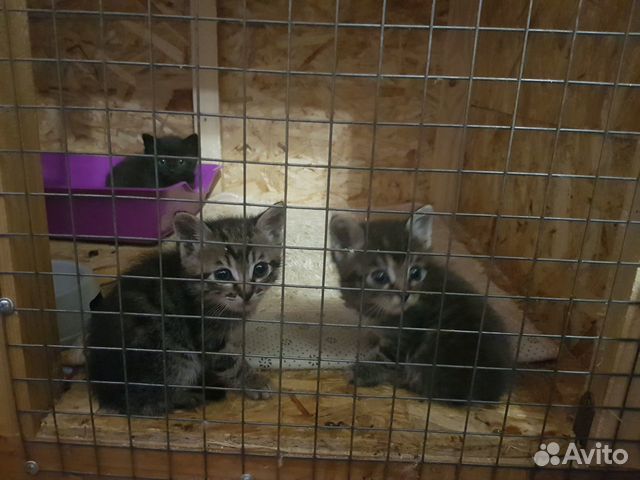Котята и кошечка в добрые руки