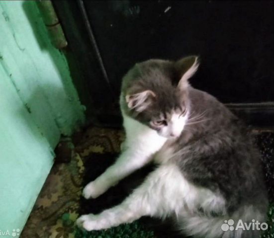 Ласковый молодой котик в добрые руки