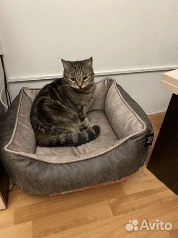 Котик Котик