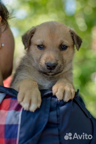 Бонифаций - ручной щенок ищет свою семью купить на Зозу.ру - фотография № 2