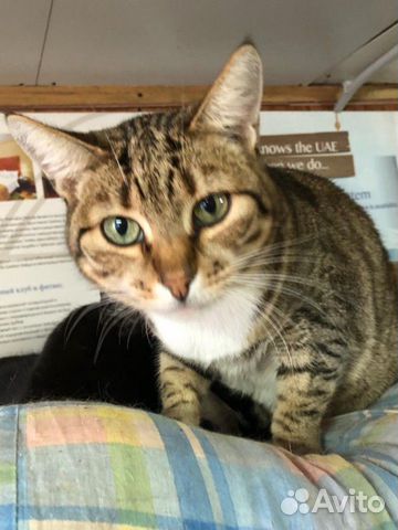 Кошечка 1 год