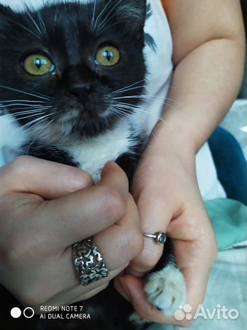 Котечка 2,5 месяца Котечка 2,5 месяца