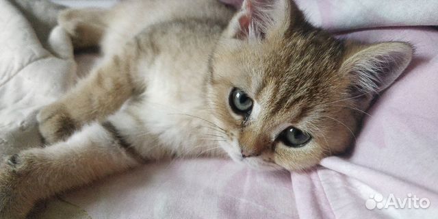 Чёрное золото Чёрное золото