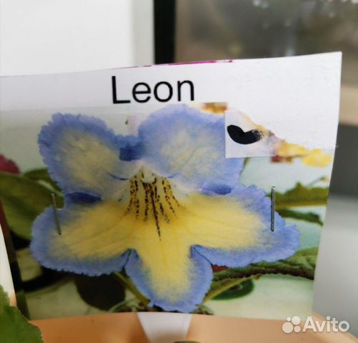 Стрептокарпус Leon. Детки Стрептокарпус Leon. Детки