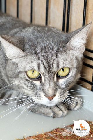 Полина очень ласковая и нежная кошечка Полина очень ласковая и нежная кошечка