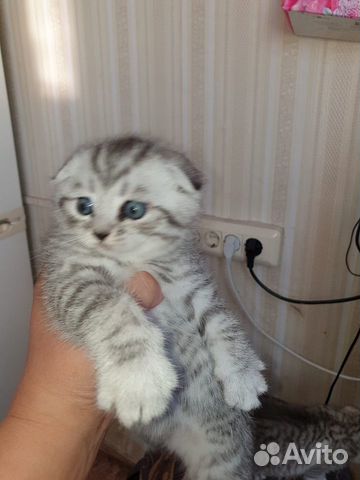 Котята(мальчики) 5000т за одного котёнка Котята(мальчики) 5000т за одного котёнка