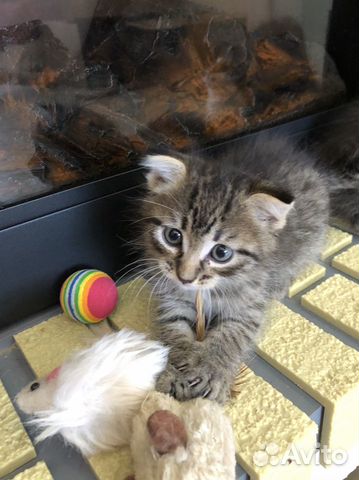 Отдадим в добрые руки котят Отдадим в добрые руки котят