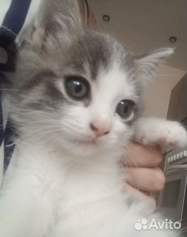 Раздам котят в хорошие руки.Котятам 2 месяца