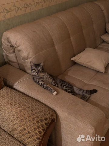 Харизматичный котик в добрые руки