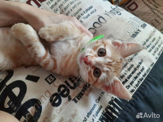 Котенок котёнок кот