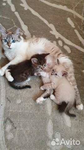 Котята в добрые руки Котята в добрые руки