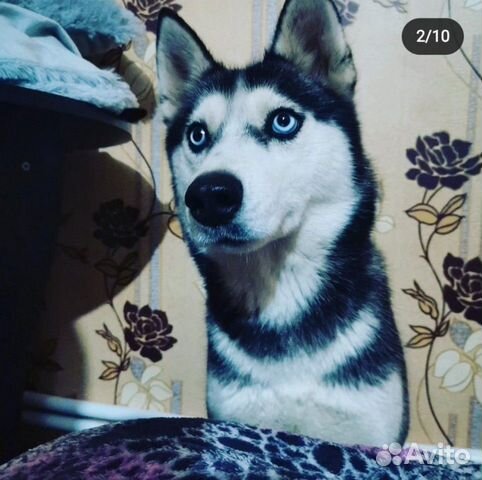 Сибирская хаски(метис)