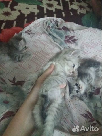 Котята