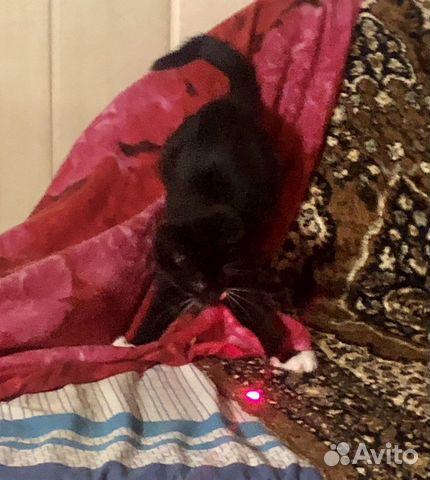 Котята в добрые руки Котята в добрые руки