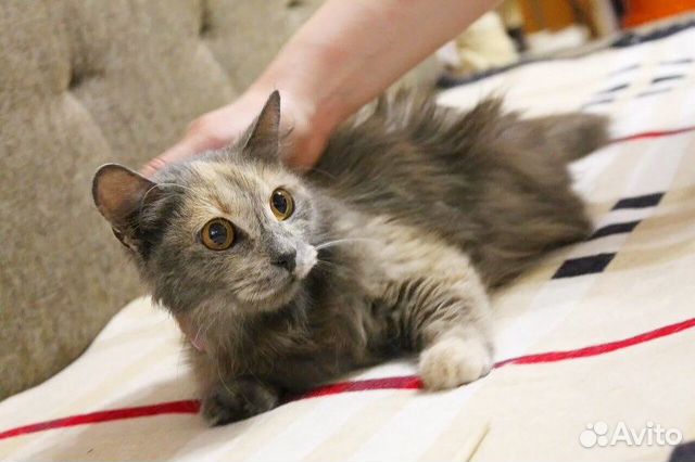 Кошка Кошка