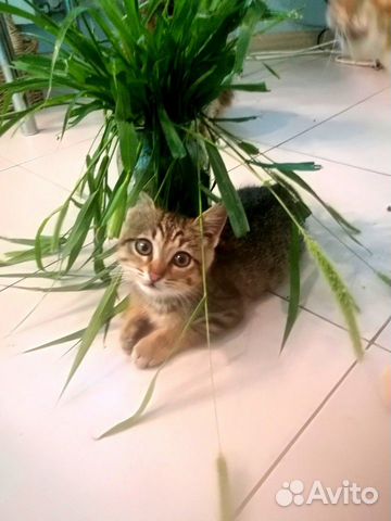 Котенок мальчик Котенок мальчик