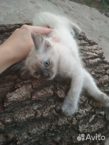 Котёнок (девочка) в добрые руки Котёнок (девочка) в добрые руки