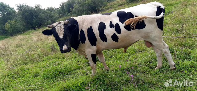 Продам быка, вес 600кг
