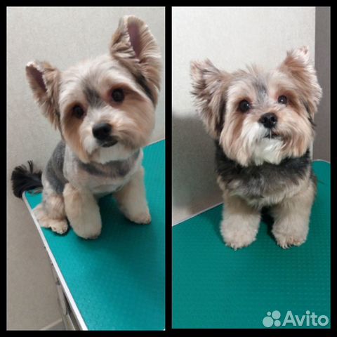 Стрижка собак и кошек, чистка зубов