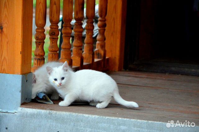 Котенок Купить Фото Белый Авито