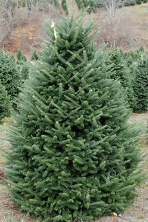 Пихта Фразера