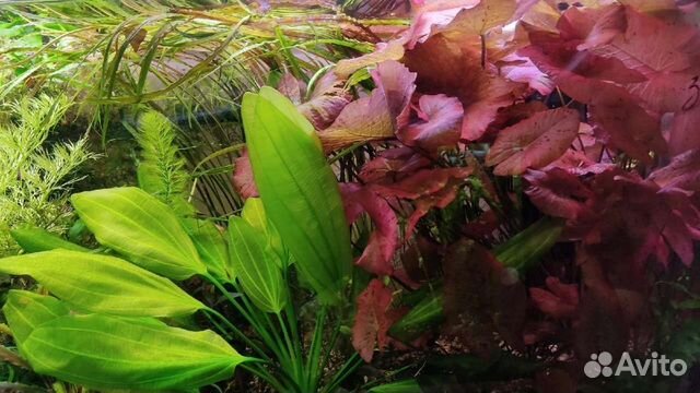 Аквариумные растения