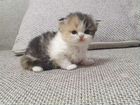 Персидские котята кошка бронь