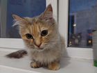 Найдена потерявшаяся кошка на ул.Ильфата Закирова объявление продам