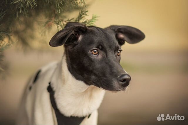 Милый, скромный щенок из приюта, Томаш