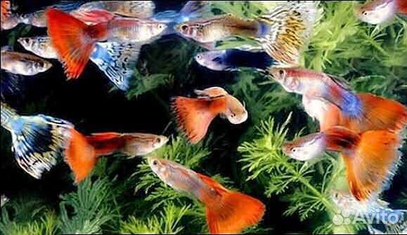Аквариумные рыбки гуппи