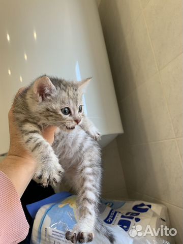 Котятки в добрые руки