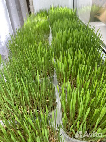 Трава для кошек